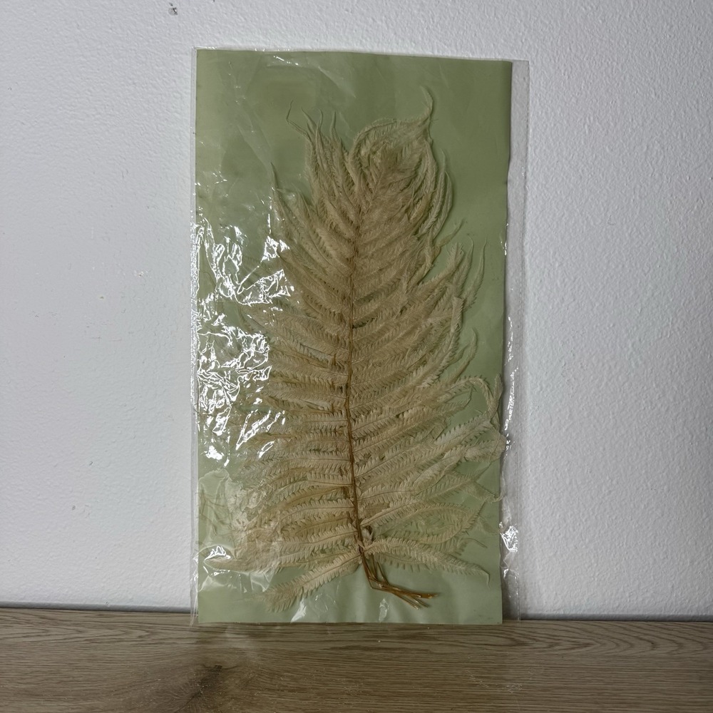 16" Dried Natural Fern Leaf in Bag, Cream (5 Pieces) Foliage‎ Decor Vase Filler